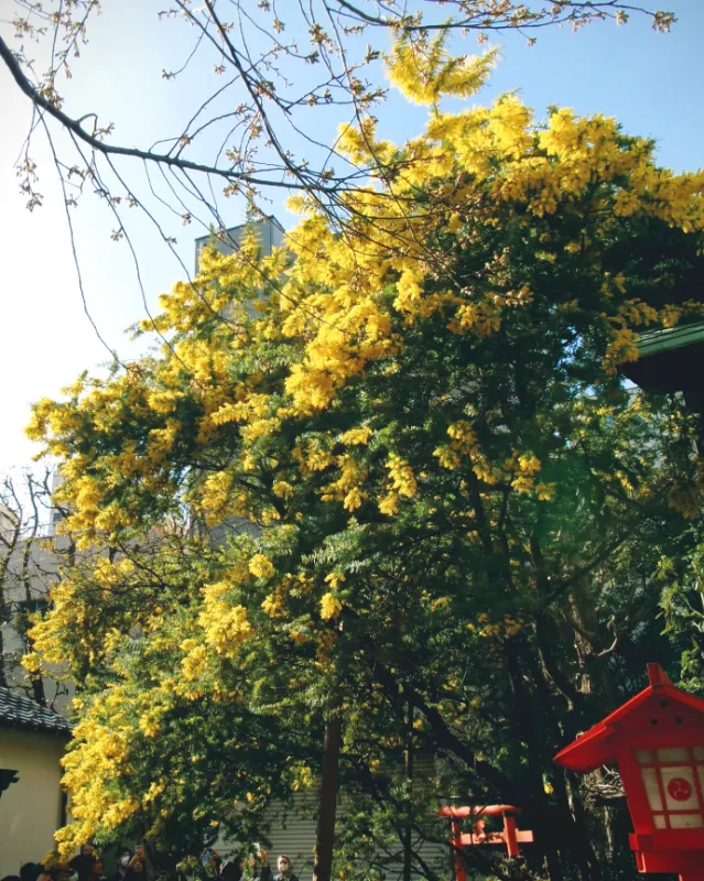 藏前神社の画像1