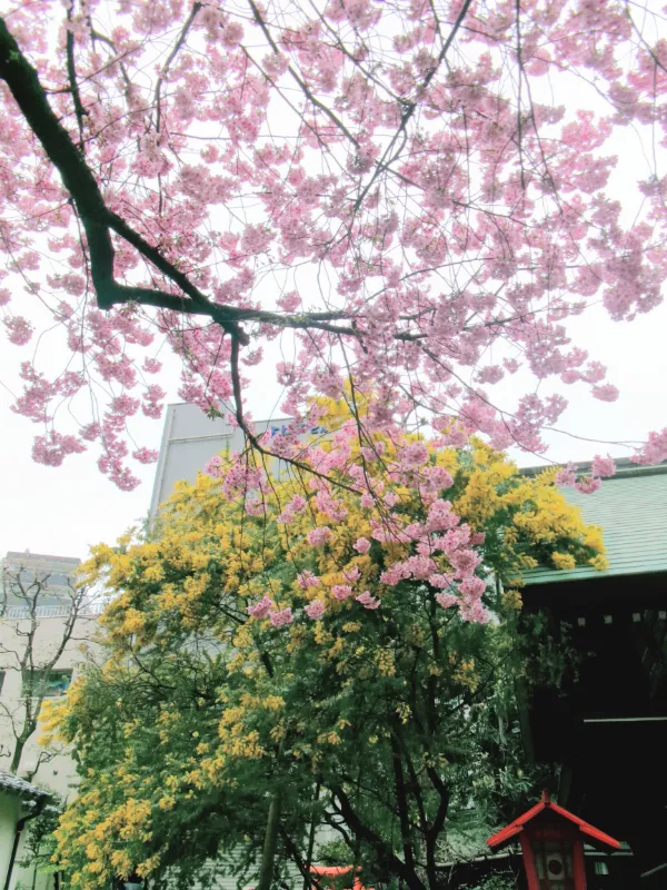 藏前神社の画像1