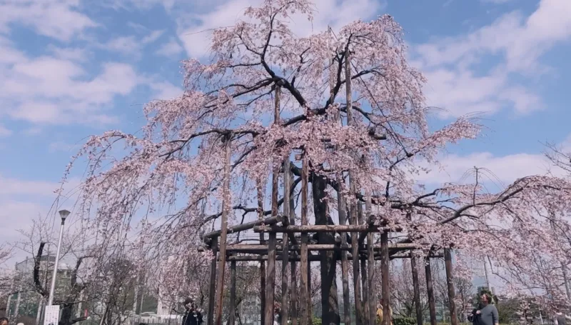 台東区立隅田公園の画像1