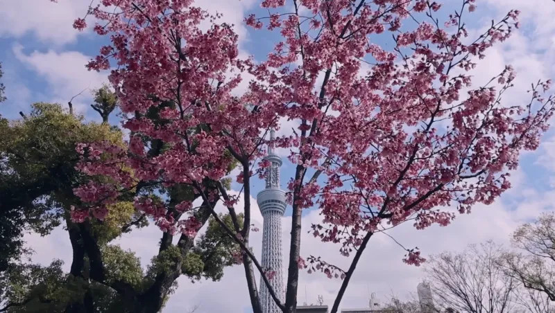 東京ミズマチの画像1