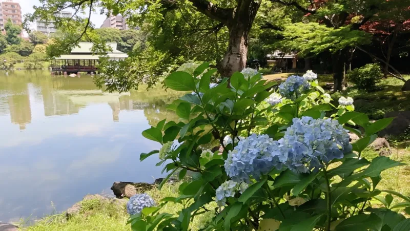 清澄庭園の画像2